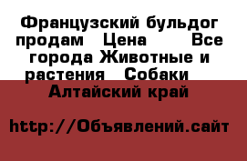 Французский бульдог продам › Цена ­ 1 - Все города Животные и растения » Собаки   . Алтайский край